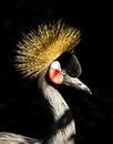 African Crowned Crane