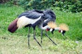 African Crowned Crane