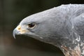 African Crowned Eagle Royalty Free Stock Photo