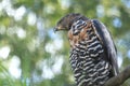 African crowned eagle Royalty Free Stock Photo