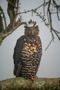 African crowned eagle on branch eyeing camera Royalty Free Stock Photo