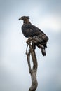 African crowned eagle on branch facing left Royalty Free Stock Photo