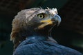 African Crowned Eagle Royalty Free Stock Photo