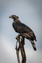 African crowned eagle faces left on stump Royalty Free Stock Photo