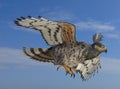 African Crowned eagle in flight Royalty Free Stock Photo