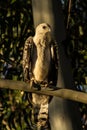 African Crowned Eagle Royalty Free Stock Photo