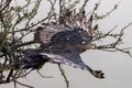 African crowned eagle takes off from branch Royalty Free Stock Photo