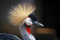 African Crowned Stork Royalty Free Stock Photo