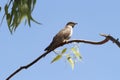 African cuckoo Cuculus gularis Royalty Free Stock Photo