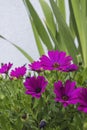 African daisies