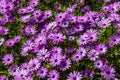 African Daisies close-up.