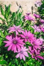 African daisies close-up