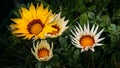 African Daisies Flower Gazanias blooming