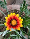 African daisies flower yellow with orange colour
