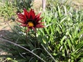 African Daisies Gazania Flower in Dark looking Awesome