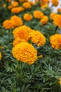 African daisies at the Magnolia plantation in Charleston South Carolina Royalty Free Stock Photo