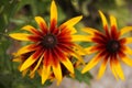 African daisies at the Magnolia plantation in Charleston South Carolina Royalty Free Stock Photo