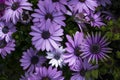 African daisies or Osteospermum or Daisy bushes plant with open blooming white with small violet ends flower petals and colourful