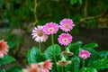 African daisies or Osteospermum flowers plant blooming in garden Royalty Free Stock Photo