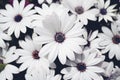 African daisies, osteospermum, pink and white lilac colour