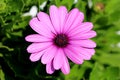 African daisies or Osteospermum plant with blooming violet flower petals and colorful center on light green leaves background Royalty Free Stock Photo