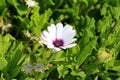 African daisies or Osteospermum plant with blooming white flower petals and colorful violet center on green leaves and flowers bac Royalty Free Stock Photo