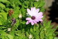 African daisies or Osteospermum plant with violet flower surrounded with withered flowers and light green leaves Royalty Free Stock Photo