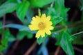 African daisies Royalty Free Stock Photo