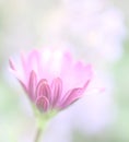 African daisy background