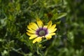 African daisy Blue Eyed Beauty