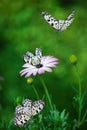 African Daisy with butterflies. Royalty Free Stock Photo