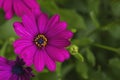 African daisy