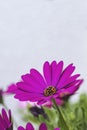 African daisy