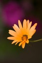 African Daisy Closeup Royalty Free Stock Photo