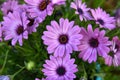 African daisy closeup, in Athens, Greece Royalty Free Stock Photo