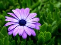 African Daisy