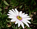 African Daisy Dimorphotheca ecklonis Marguerite Royalty Free Stock Photo