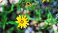 African Daisy (Dimorphotheca sinuata) Flower in Spring, closeup