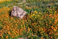 African Daisy (Dimorphotheca sinuata) flower bed