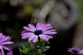 African daisy flower with blurred background Royalty Free Stock Photo