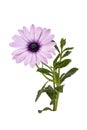 African daisy flower - Dimorphotheca ecklonis isolated on white background Royalty Free Stock Photo