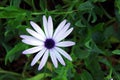 African Daisy flower