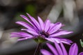 African daisy flower with opening stigma Royalty Free Stock Photo