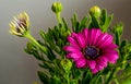 Purple African Daisy, Osteospermum ecklonis, Alpine Daisy Royalty Free Stock Photo