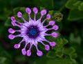 African Daisy flower