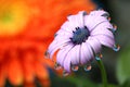 African Daisy Flower Water Drops Reflection Macro Royalty Free Stock Photo