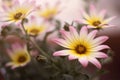 African daisy flowers field close up Royalty Free Stock Photo