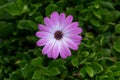 African Daisy in garden Osteospermum Ecklonis on green backg Royalty Free Stock Photo