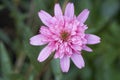 African Daisy in garden Osteospermum Ecklonis