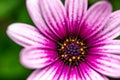 Light purple Osteospermum, also known as Soprano Purple, African Daisy